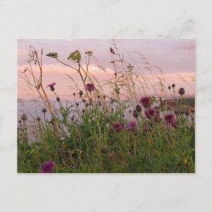 Wildflowers at Dusk Postcard