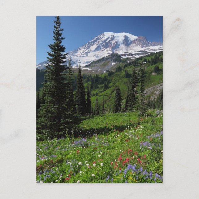 Wildflowers at Mount Rainier Postcard (Front)