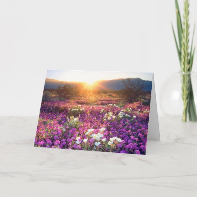 Wildflowers at sunset | Anza-Borrego Desert Card (Front)