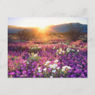 Wildflowers at sunset   Anza-Borrego Desert Postcard
