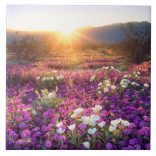 Wildflowers at sunset Anza-Borrego Desert Tile