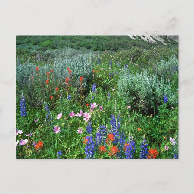 Wildflowers, Beautiful Colorado Postcard (Front)