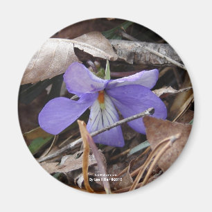 WildFlowers Birds-Foot Violet Hot Springs AR Gifts Magnet