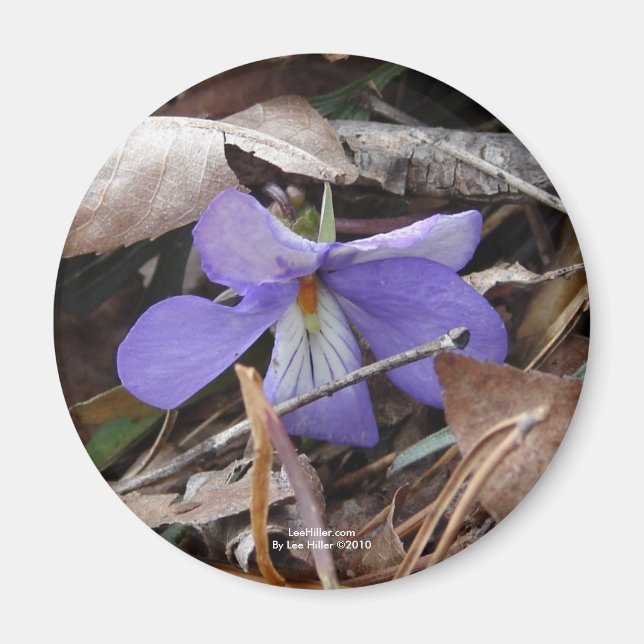 WildFlowers Birds-Foot Violet Hot Springs AR Gifts Magnet (Front)