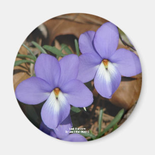 WildFlowers Birds-Foot Violet III Gifts & Apparel Magnet