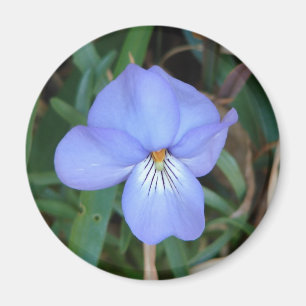 WildFlowers Birds-Foot Violet IV Hot Springs Gifts Magnet