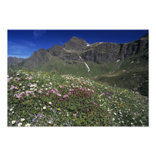 Wildflowers, blooming, Alps, Switzerland Photo Print