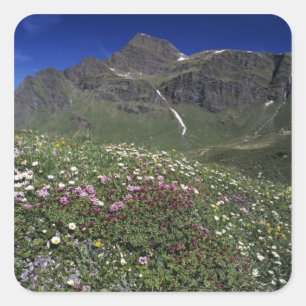 Wildflowers, blooming, Alps, Switzerland Square Sticker