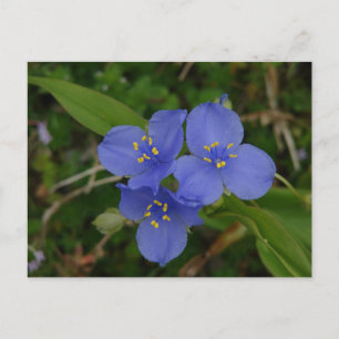 Wildflowers Blue Spiderwort Hot Springs AR Gifts Postcard