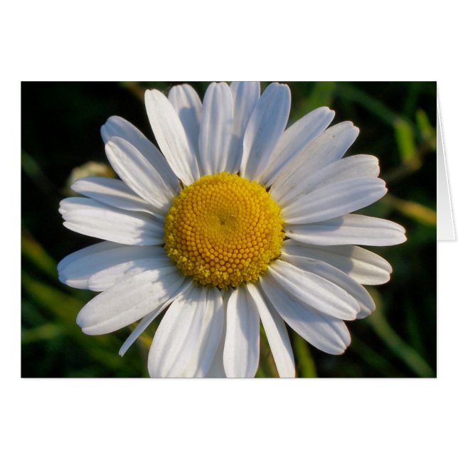 WILDFLOWERS CARD (Front Horizontal)