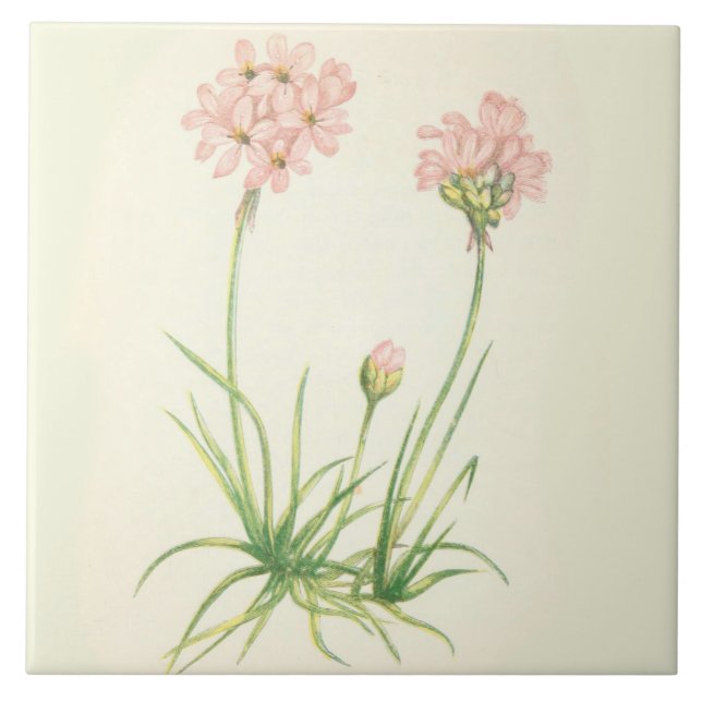 Wildflowers Country Kitchen Ceramic Tile Sea Pinks (Front)