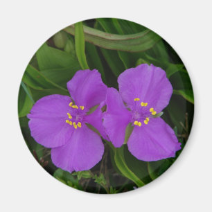 Wildflowers Fuchsia Spiderwort Hot Springs Gifts Magnet