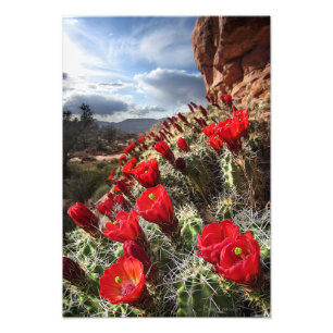 Wildflowers - Grand Canyon - Arizona Photo Print