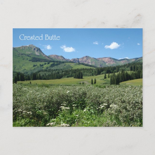 Wildflowers in Crested Butte Postcard (Front)