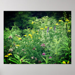 Wildflowers In Field 2 Flower  Poster