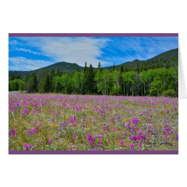 Wildflowers in Rocky Mountain National Park (Front Horizontal)