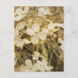 Wildflowers in Sepia Postcard