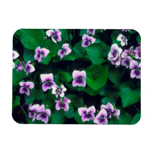 Wildflowers in the forest magnet (Horizontal)