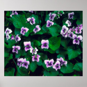 Wildflowers in the forest poster