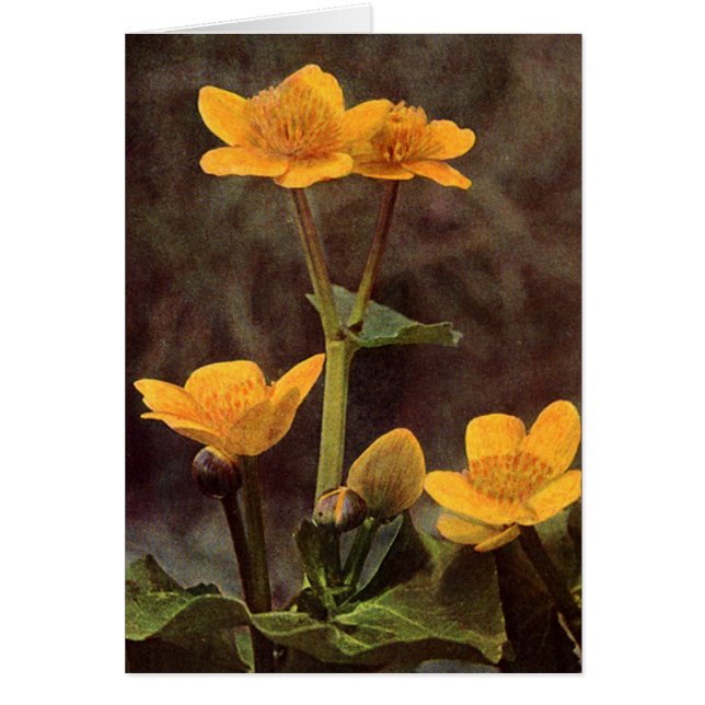 Wildflowers: Marsh Marigold Card (Front)