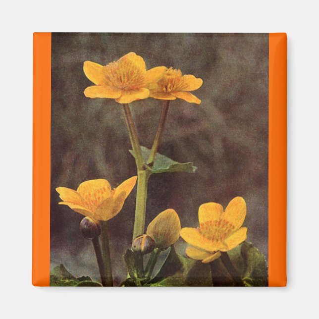 Wildflowers: Marsh Marigold Magnet (Front)