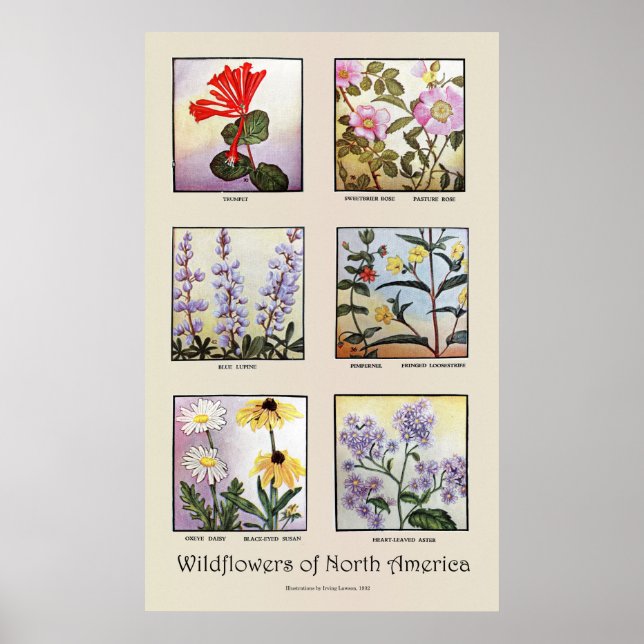 Wildflowers of North America [B] Poster (Front)