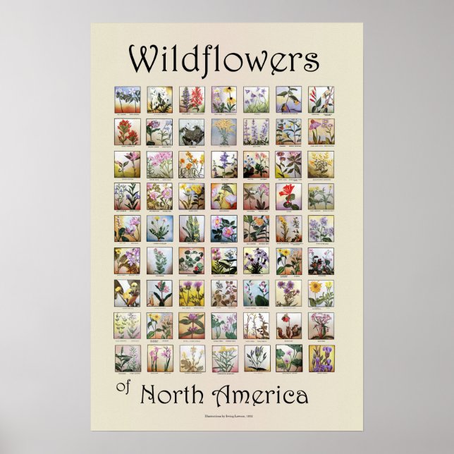 Wildflowers of North America Poster (Front)