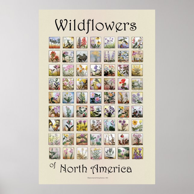 Wildflowers of North America Poster (Front)