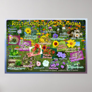Wildflowers of Oklahoma Poster 19v2
