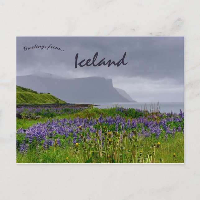 Wildflowers on the Shoreline of Thingeyri Iceland Postcard (Front)