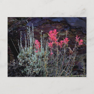 Wildflowers Postcard