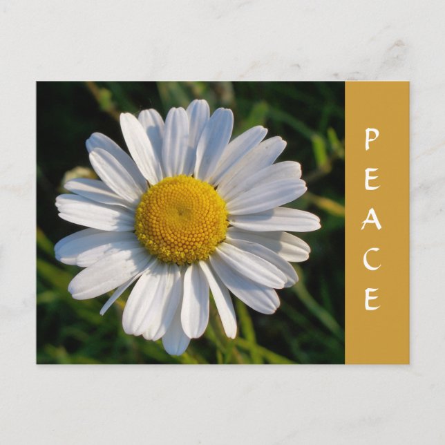 WILDFLOWERS POSTCARD (Front)