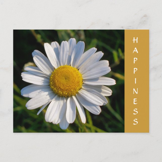 WILDFLOWERS POSTCARD (Front)