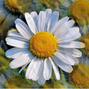 WILDFLOWERS POSTCARD