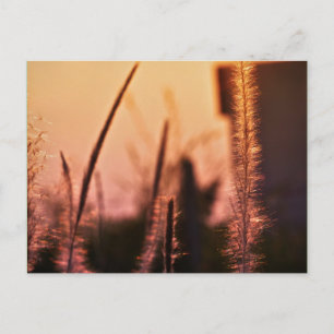 wildflowers - postcards