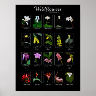 Wildflowers poster