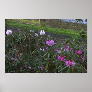 Wildflowers Poster