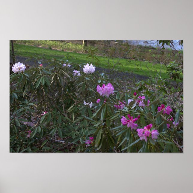 Wildflowers Poster (Front)