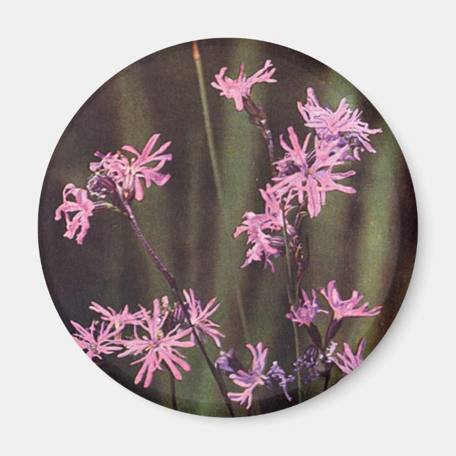 Wildflowers: Ragged Robin Magnet (Front)