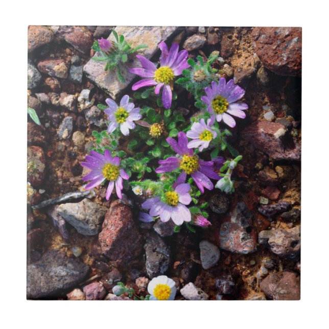 Wildflowers Tile (Front)