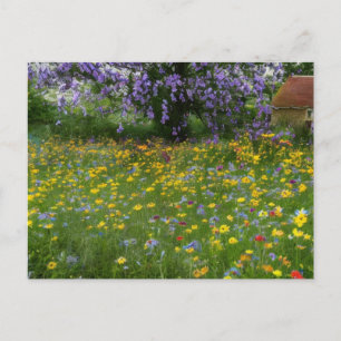 Wildflowers with a Cottage in the Countryside Holiday Postcard