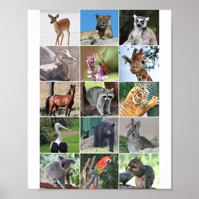Wildlife 15 Animals Pictured in the Wild Poster (Front)