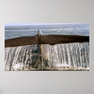 Wildlife 6 whale tail poster