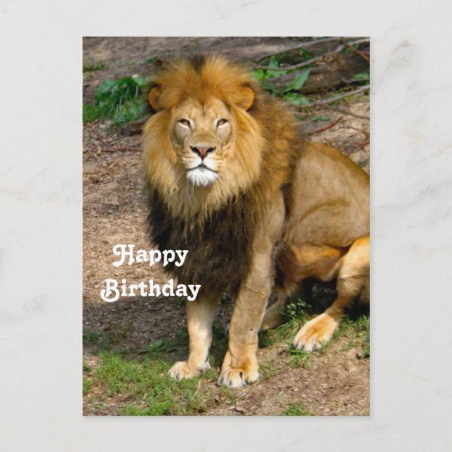 Wildlife African Lion Sitting Photo Birthday Postcard (Front)