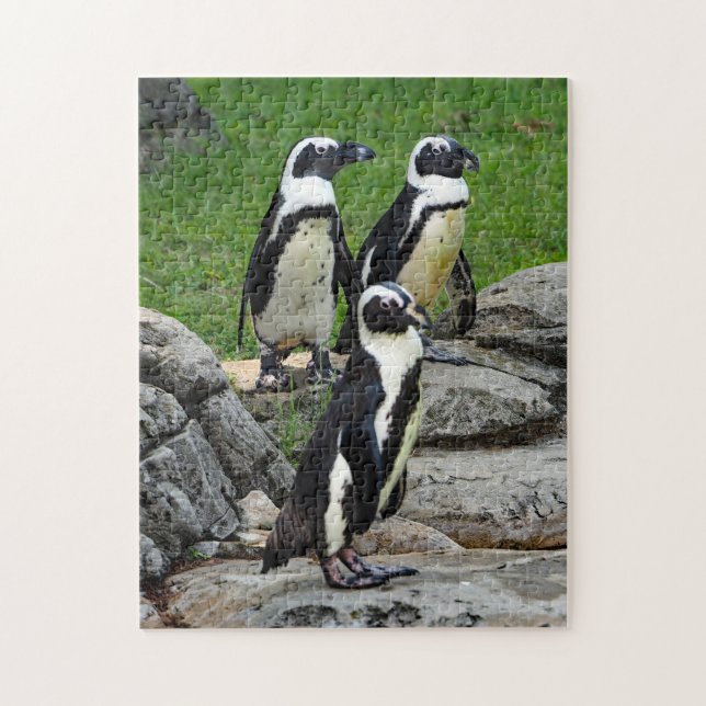 Wildlife African Penguin Photo Jigsaw Puzzle (Vertical)