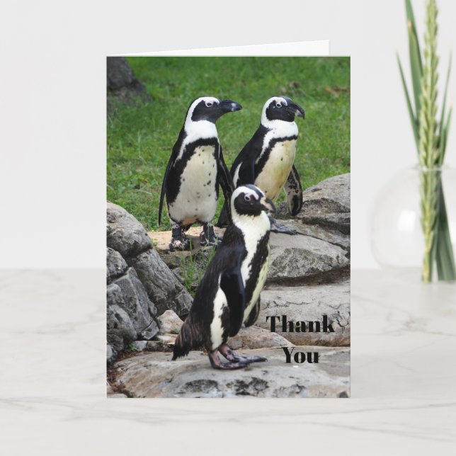 Wildlife African Penguin Photo Thank You Card (Front)