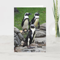 Wildlife African Penguin Photo