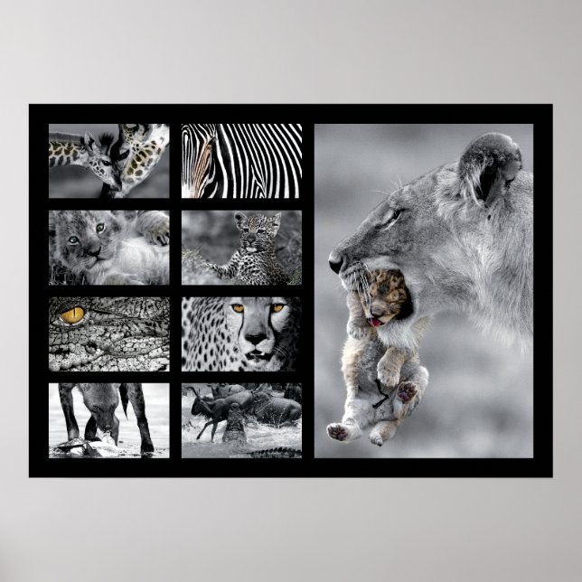 Wildlife Animals Poster (Front)