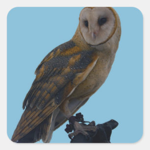 Wildlife Barn Owl Photo Square Sticker