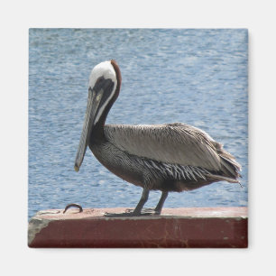 Wildlife Brown Pelican Water Photo Magnet